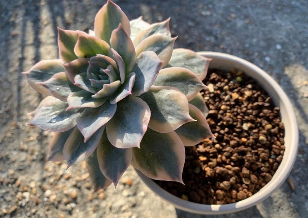 Echeveria Subsessilis Variegata