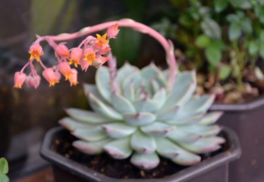 Flores de la Echeveria Blue Prince