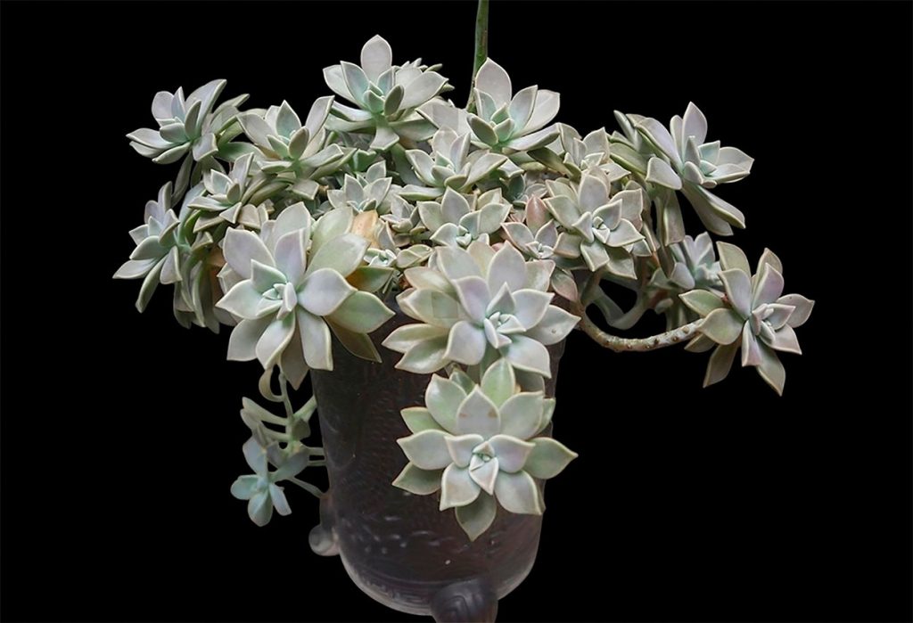 Características de la Planta Fantasma