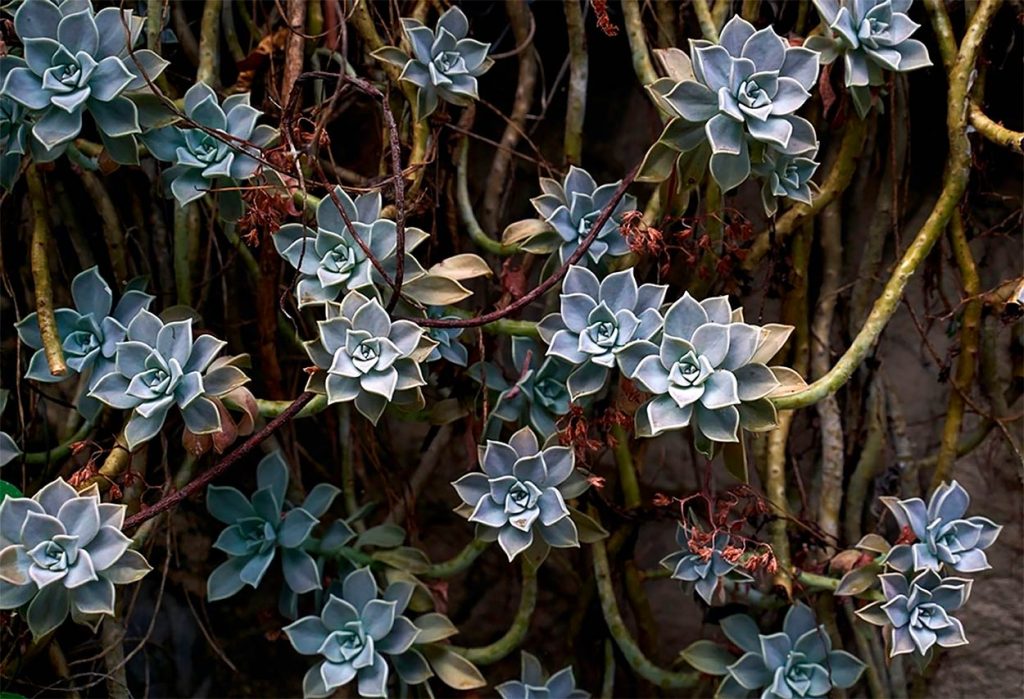 Decoracion con Graptopetalum paraguayense