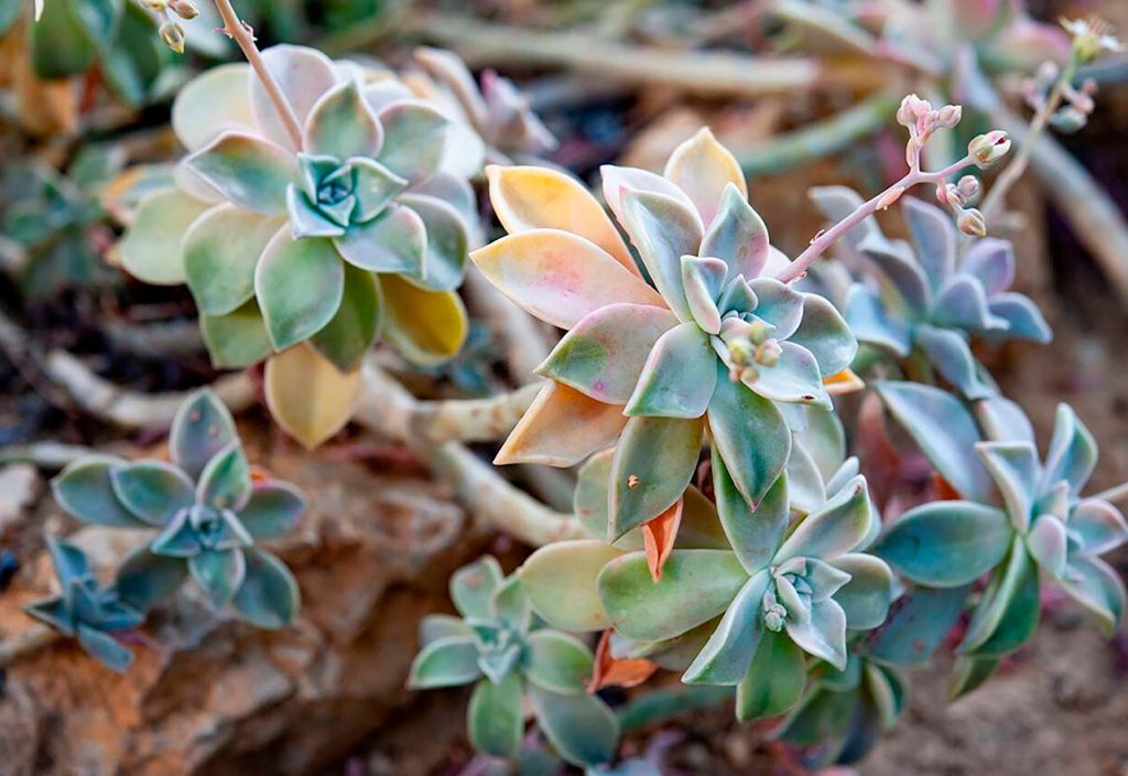 Graptopetalum Paraguayense o Planta Fantasma