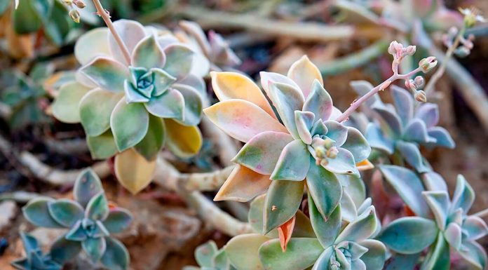 Graptopetalum Paraguayense o Planta Fantasma