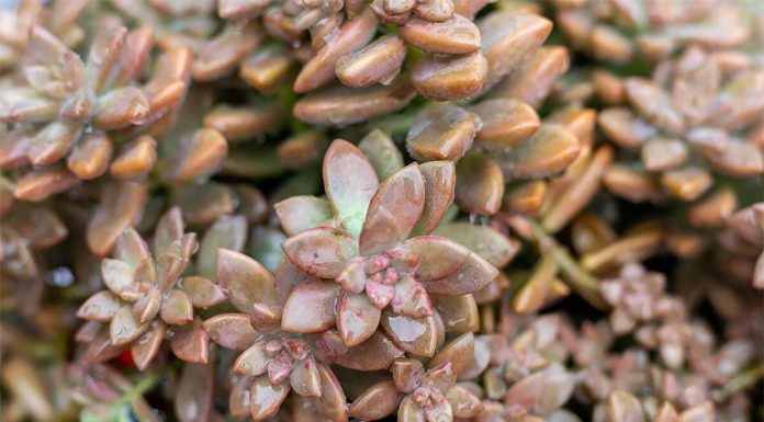 Graptosedum Vera Higgins