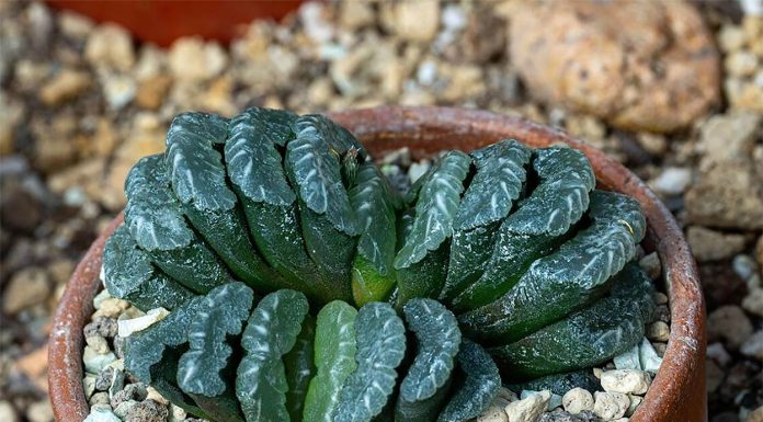 Haworthia Truncata