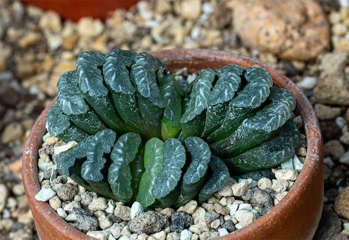 Haworthia-Truncata Haworthia Truncata