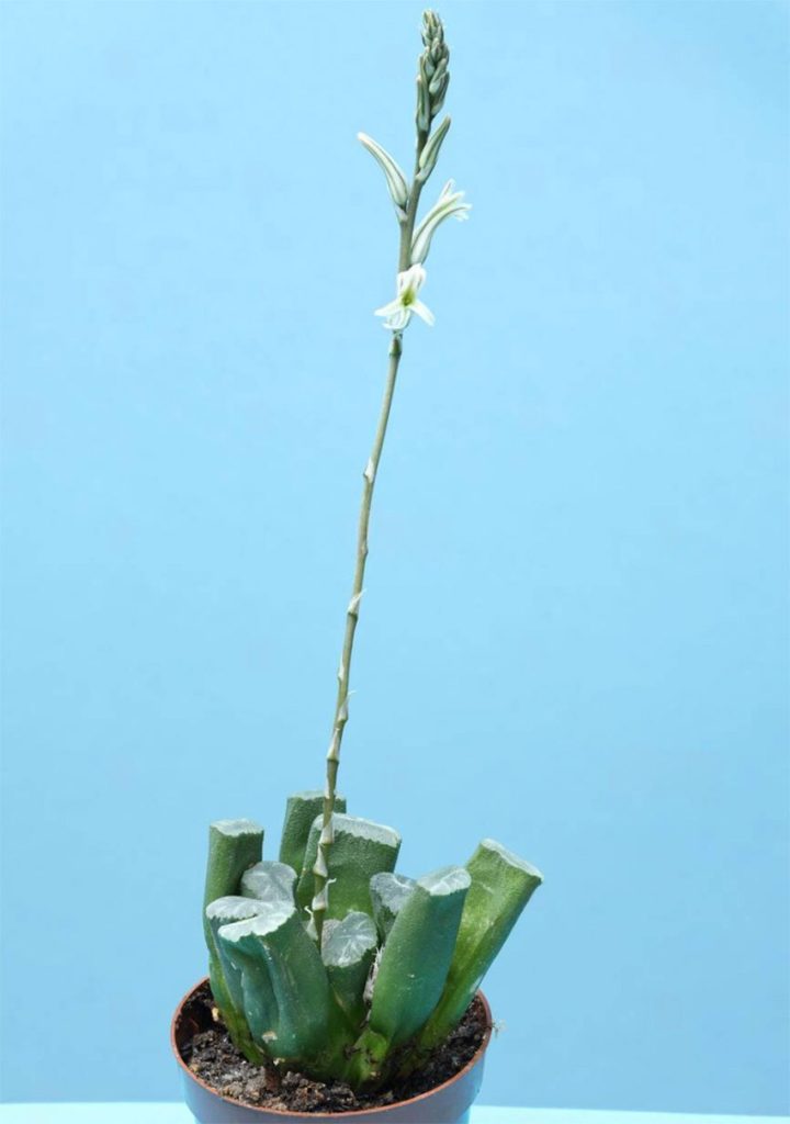 Flor de Haworthia Truncata