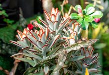 Planta Panda o Kalanchoe Tomentosa – Cuidados y Decoración Kalanchoe tomentosa
