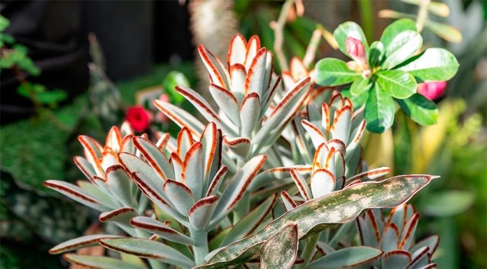 Kalanchoe tomentosa