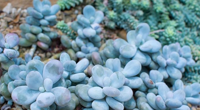 Pachyphytum Oviferum o Suculenta Piedra de Luna
