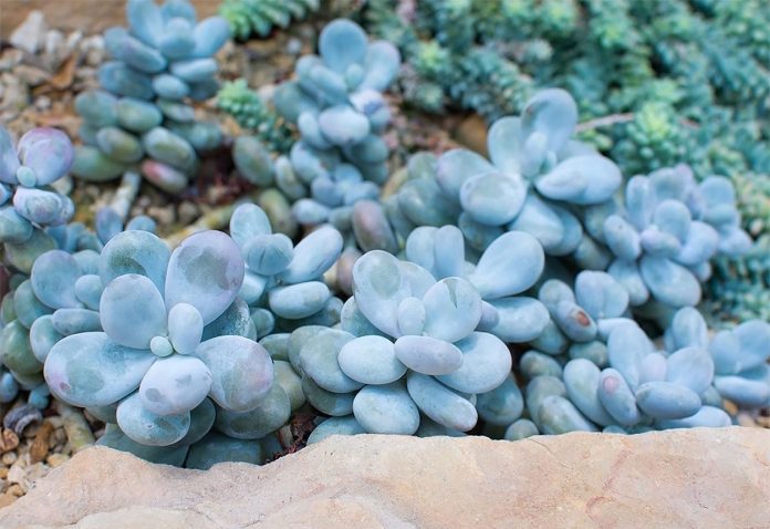 Pachyphytum Oviferum o Suculenta Piedra de Luna