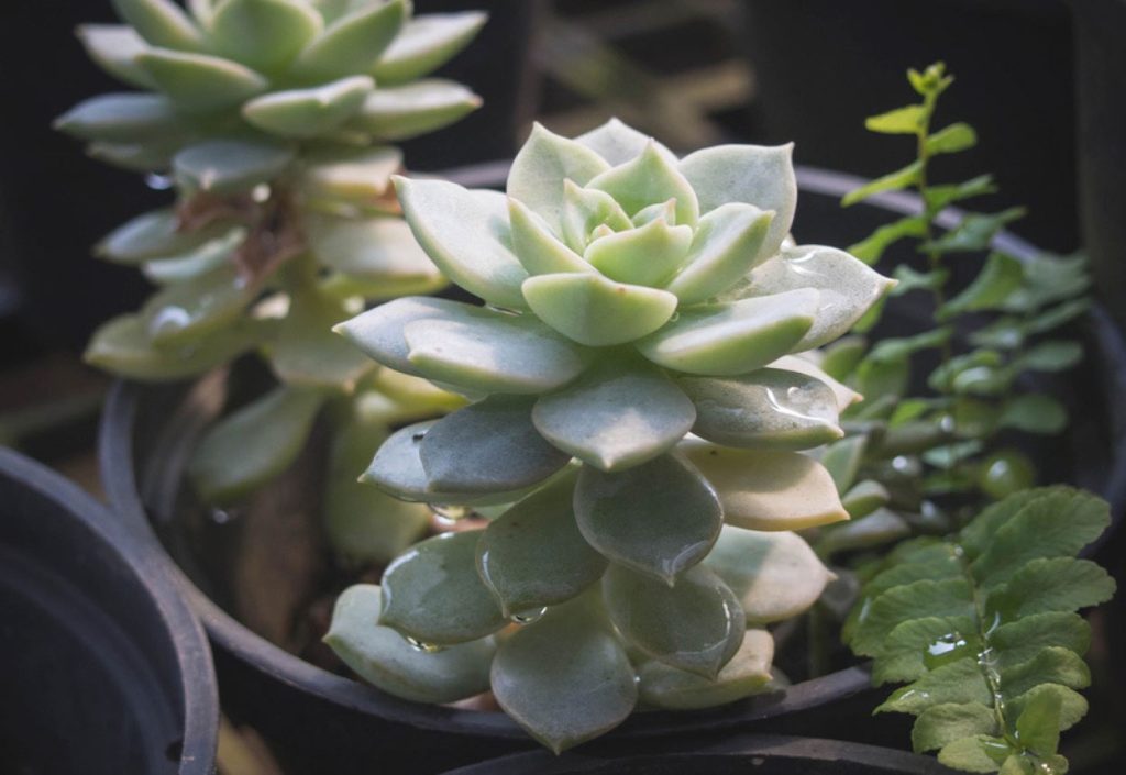 Problemas comunes de la Echeveria subsessilis
