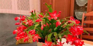 Schlumbergera