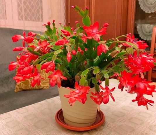 Cactus de Navidad o de Invierno – Genero Schlumbergera Schlumbergera