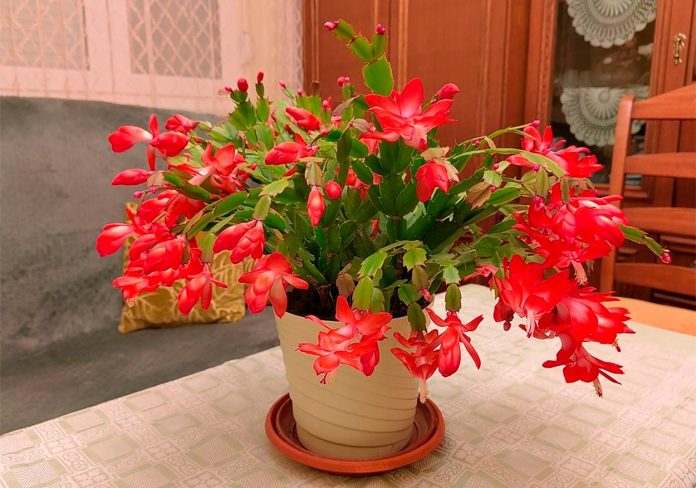 Schlumbergera
