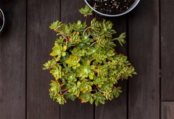 Sedum Palmeri