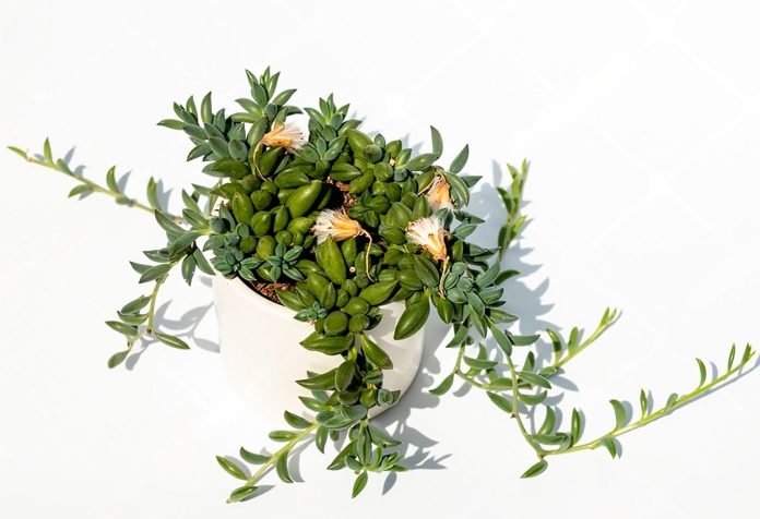 Senecio Radicans o Curio Radicans