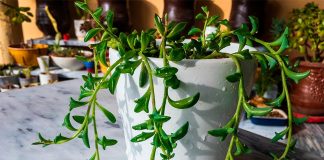 Senecio peregrinus