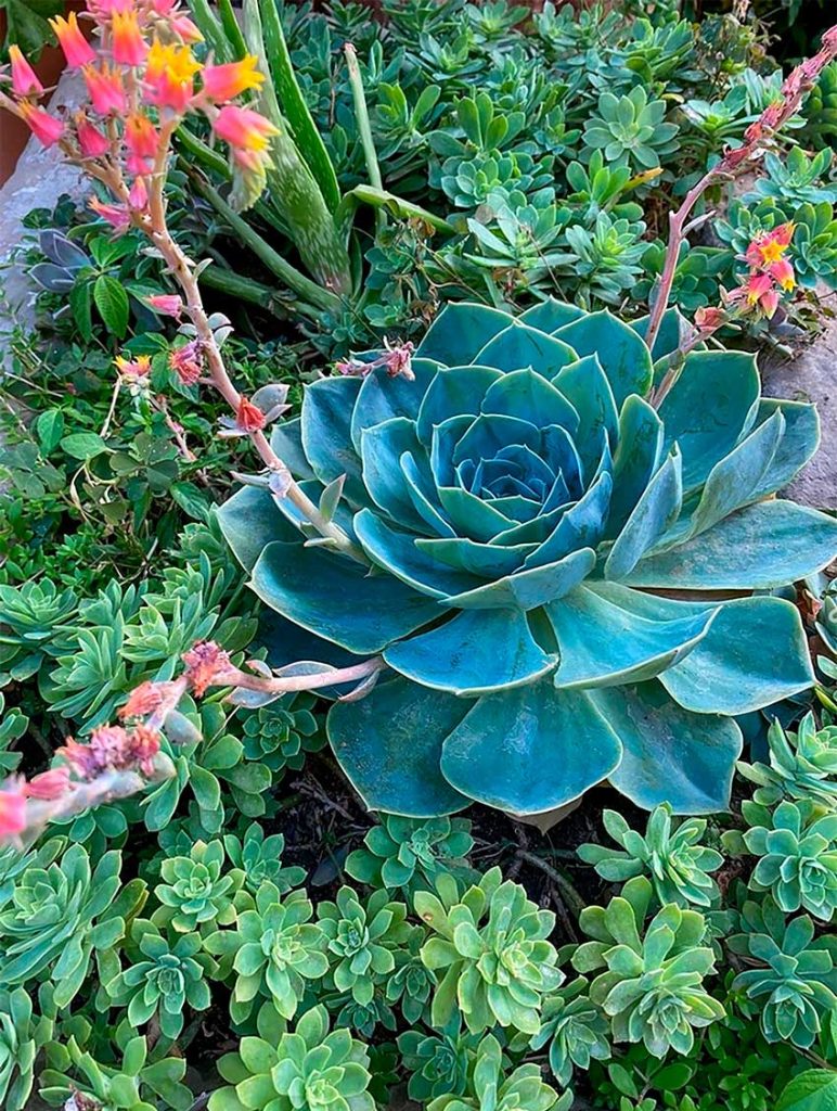 Suculenta Azul en Jardín