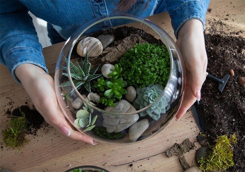 Materiales para tu Terrario de Suculentas