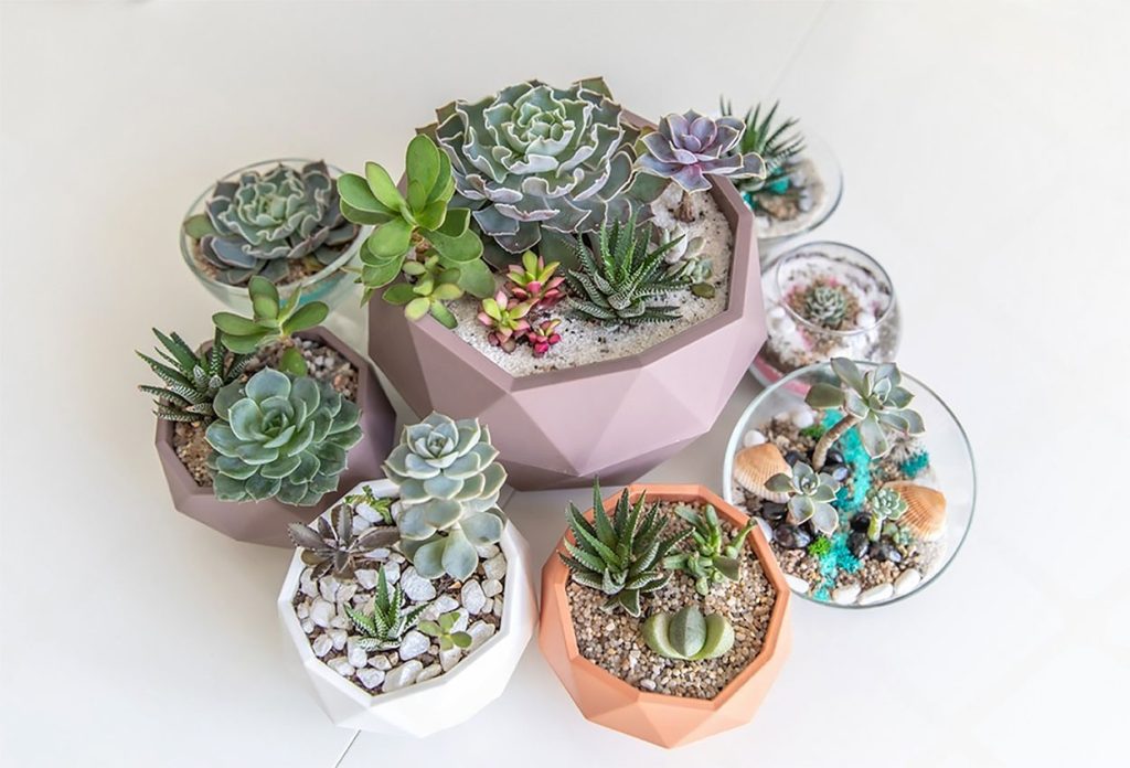 Como Hacer un Terrario de Suculentas