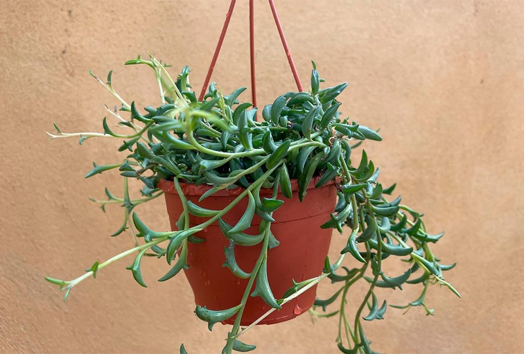 Características Físicas de la Planta Delfín