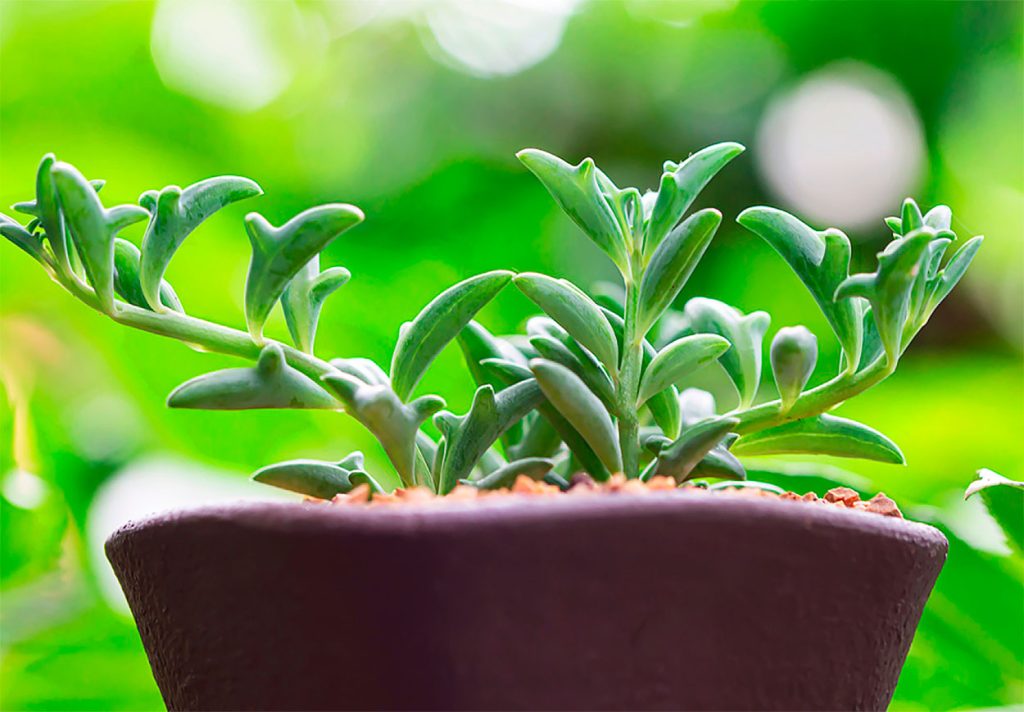Decoración con Planta Delfín