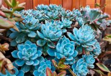 Suculentas Azules – 10 Especies Ideales Para tu Colección Suculentas Azules
