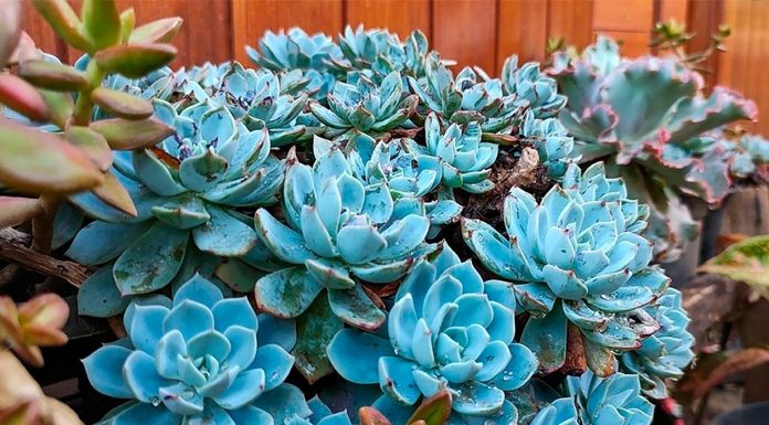 Suculentas Azules