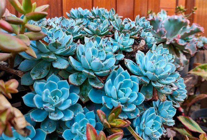 Suculentas Azules