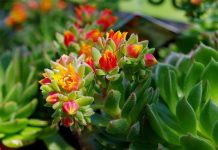 Suculentas con Flores – 17 Especies Únicas para tu Hogar Suculentas con Flores - Echeveria Setosa
